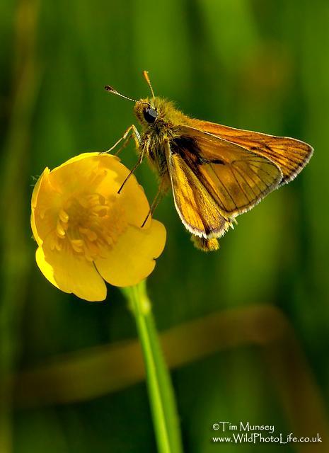 Large Skipper 3.jpg